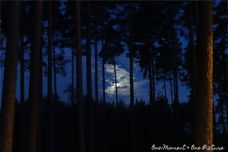Mond, Schweden, Wald